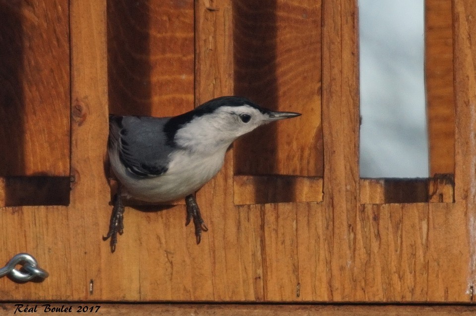 White-breasted Nuthatch - Réal Boulet 🦆