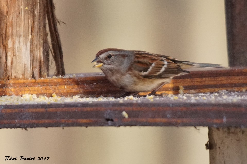 American Tree Sparrow - ML77499871