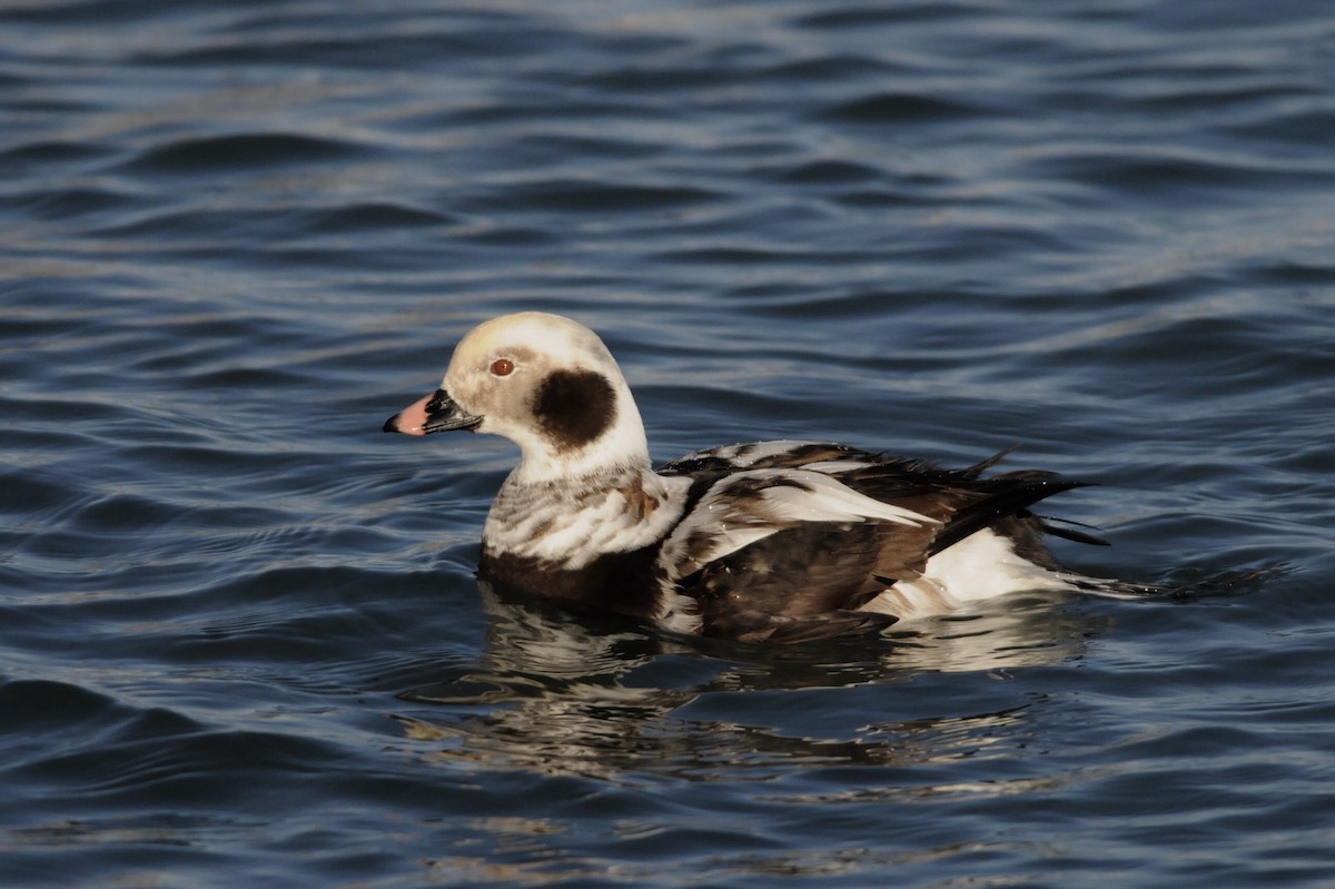 Long-tailed Duck - André Couture
