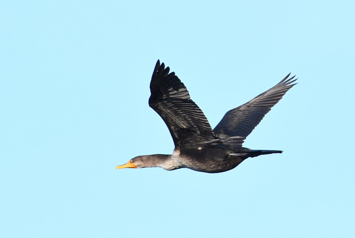Double-crested Cormorant - ML77500661