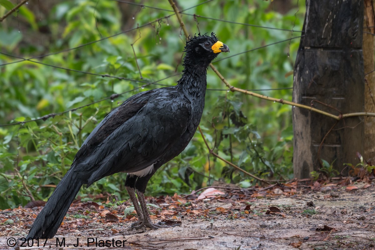 Bare-faced Curassow - Michael Plaster