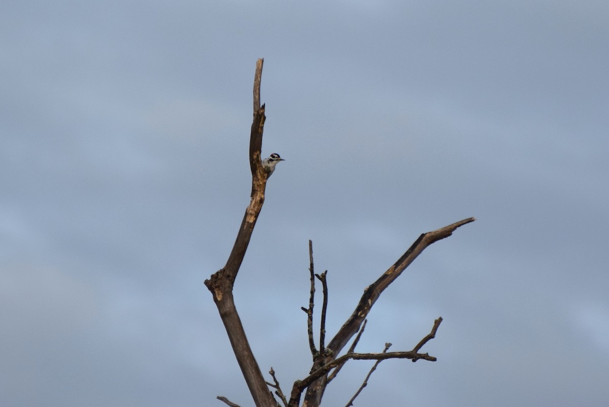 Hairy Woodpecker - irina shulgina