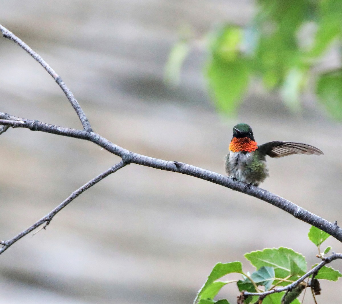 Ruby-throated Hummingbird - Elizabeth Winter
