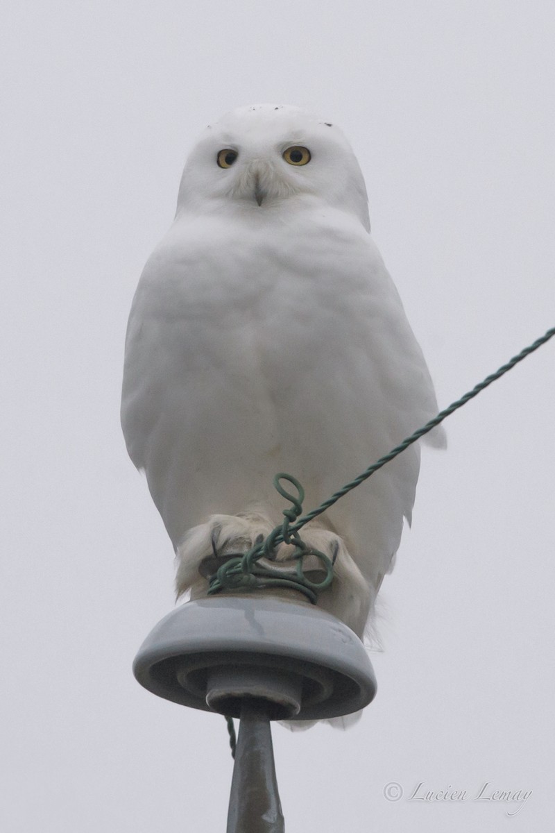 Snowy Owl - Lucien Lemay