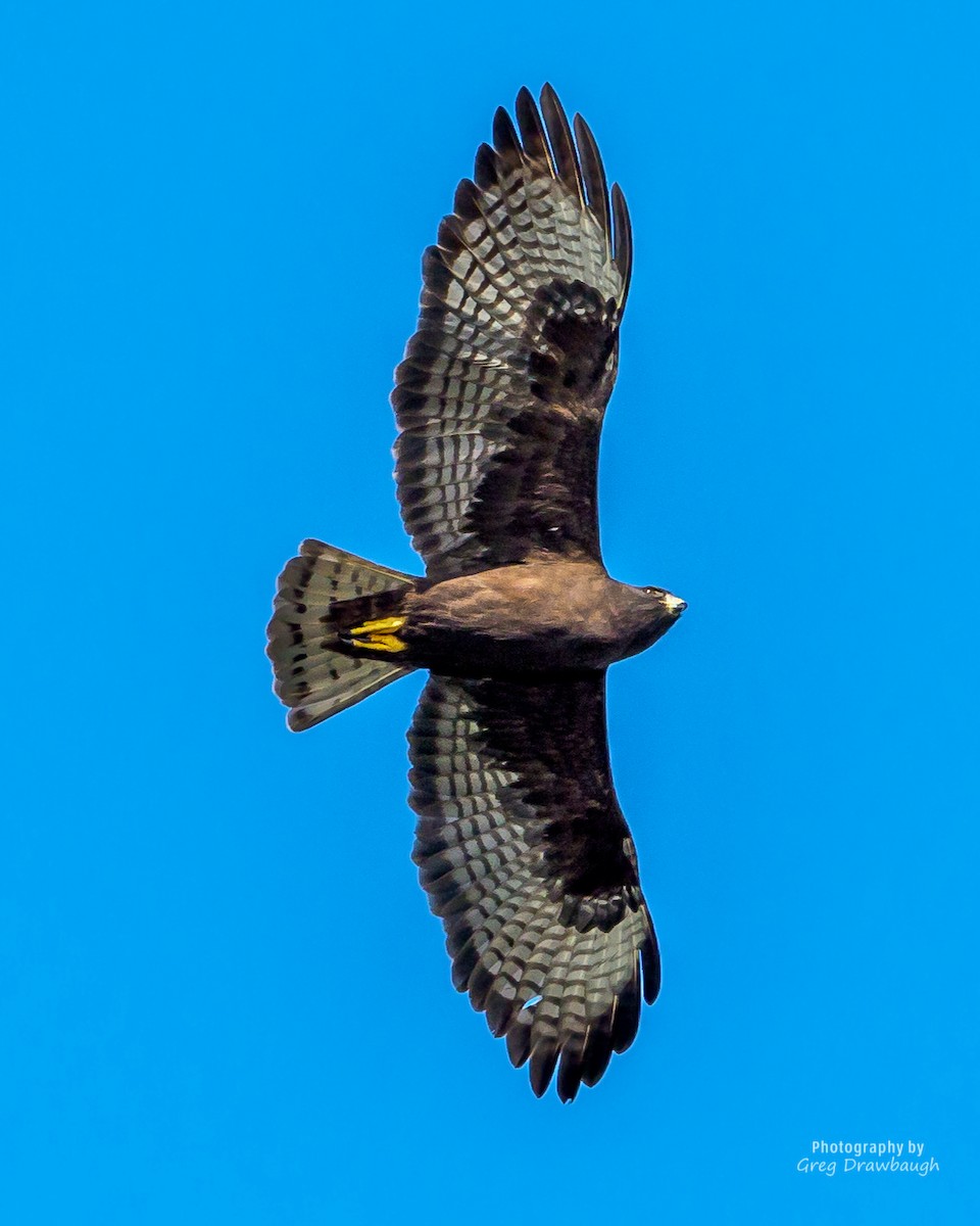 Short-tailed Hawk - ML77512411