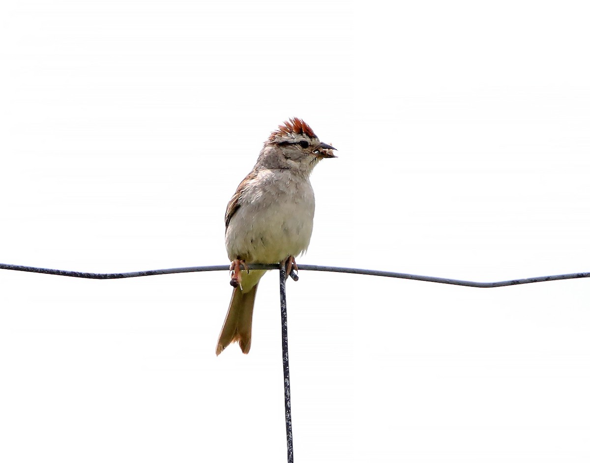 Chipping Sparrow - ML77512441