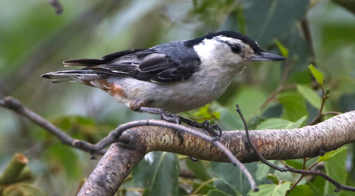 White-breasted Nuthatch - ML77512931