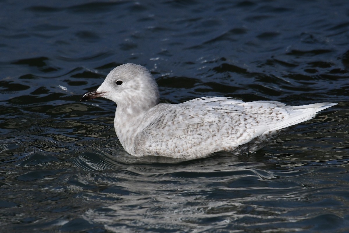 Iceland Gull - André Lanouette