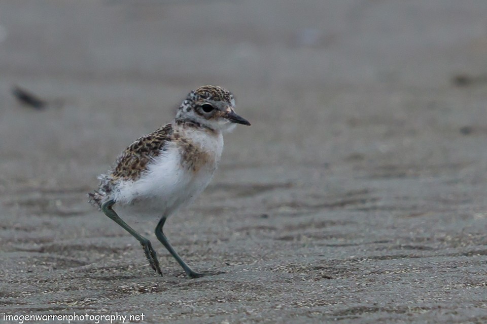 Double-banded Plover - ML77514361