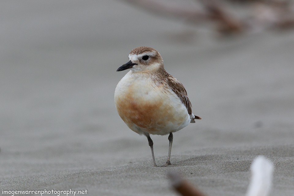 Red-breasted Dotterel - ML77514411