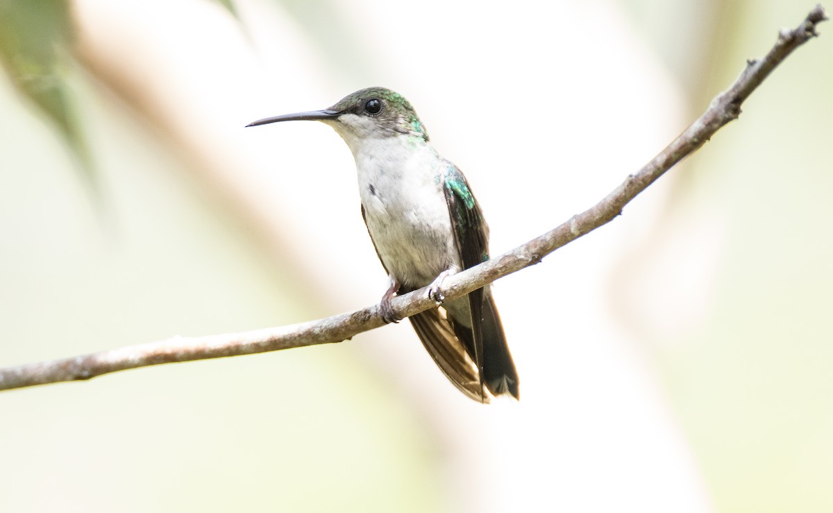 White-bellied Hummingbird - Blake Matheson