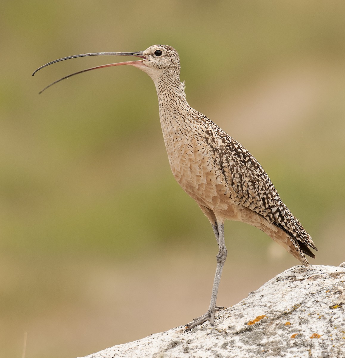 Long-billed Curlew - ML77516341