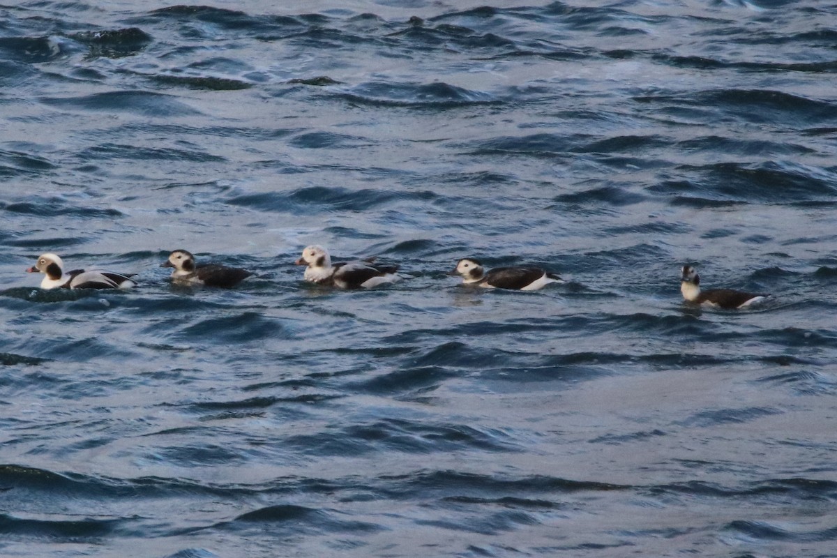 Long-tailed Duck - ML77517401