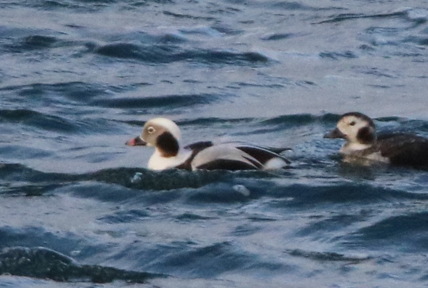 Long-tailed Duck - ML77517441