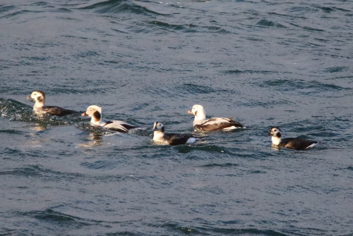 Long-tailed Duck - ML77517521