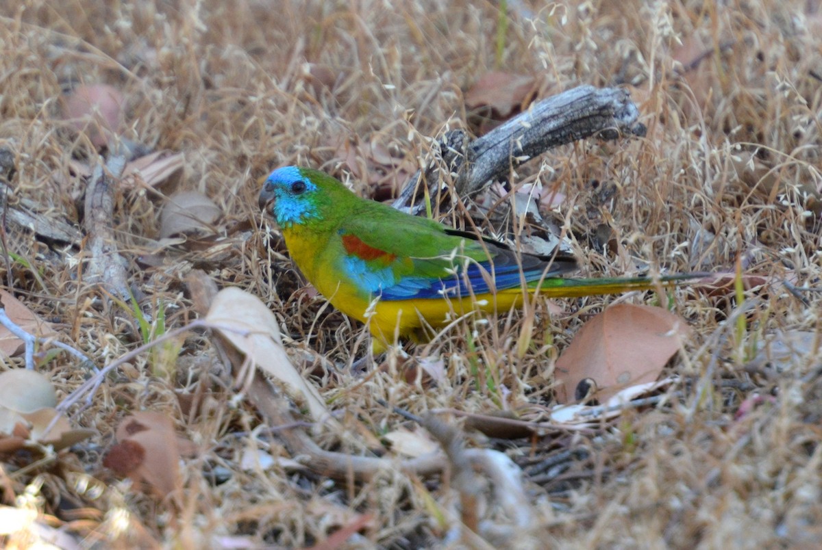 Turquoise Parrot - Dirk Tomsa
