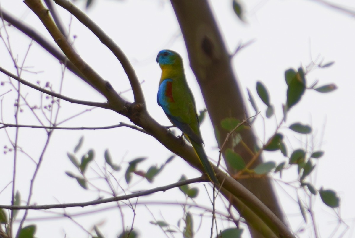 Turquoise Parrot - Dirk Tomsa