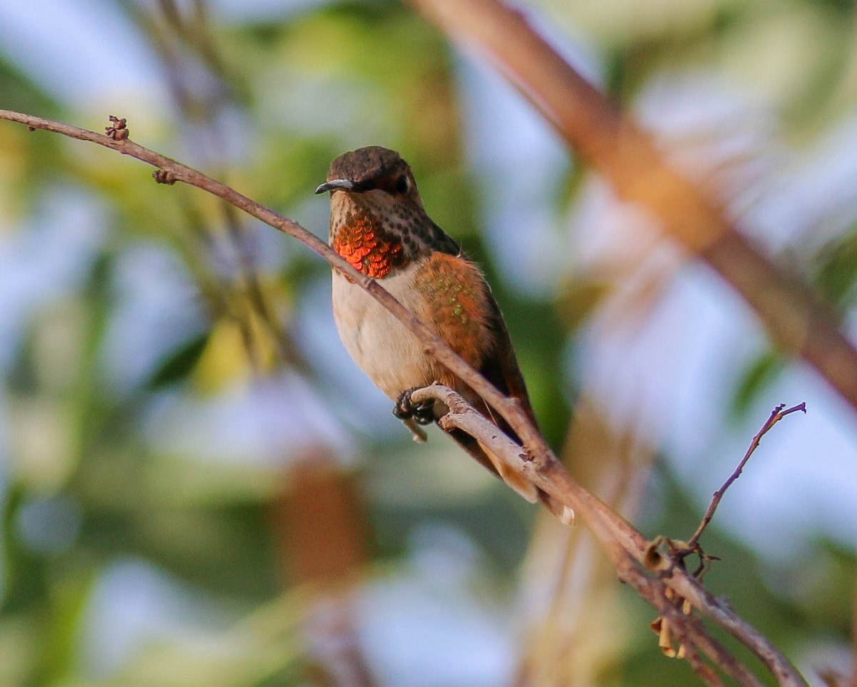 Allen's Hummingbird - Charity Hagen