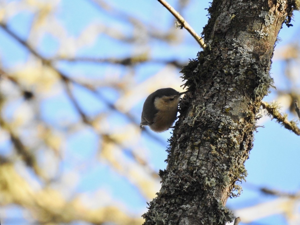 White-breasted Nuthatch - ML77521101