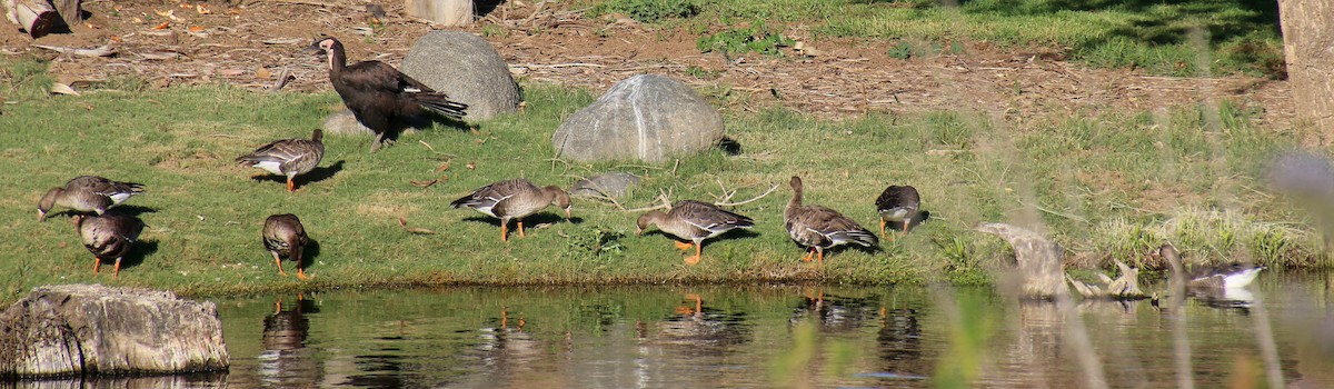 Greater White-fronted Goose - Charity Hagen