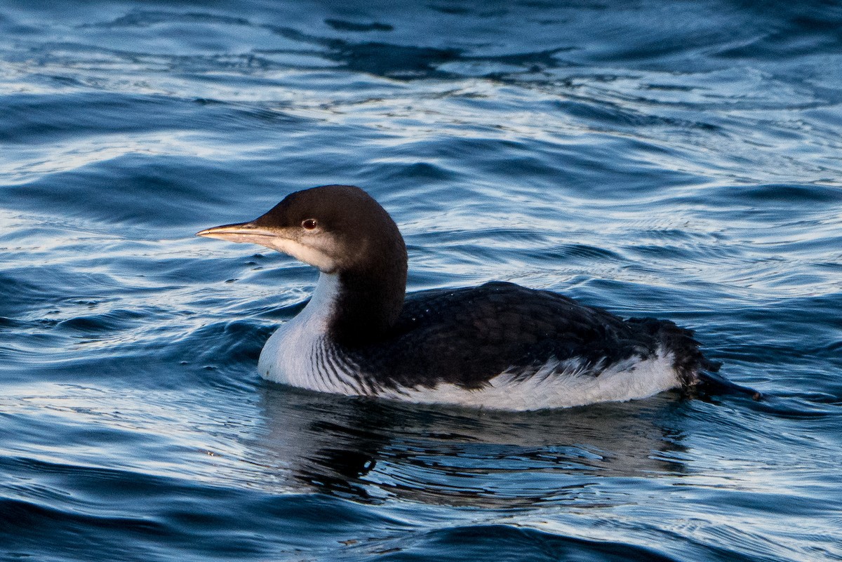 Pacific Loon - Grace Oliver