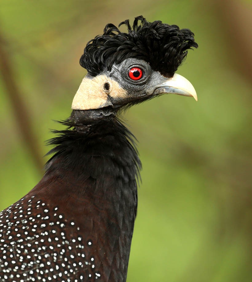 Southern Crested Guineafowl - Bruce Ward-Smith
