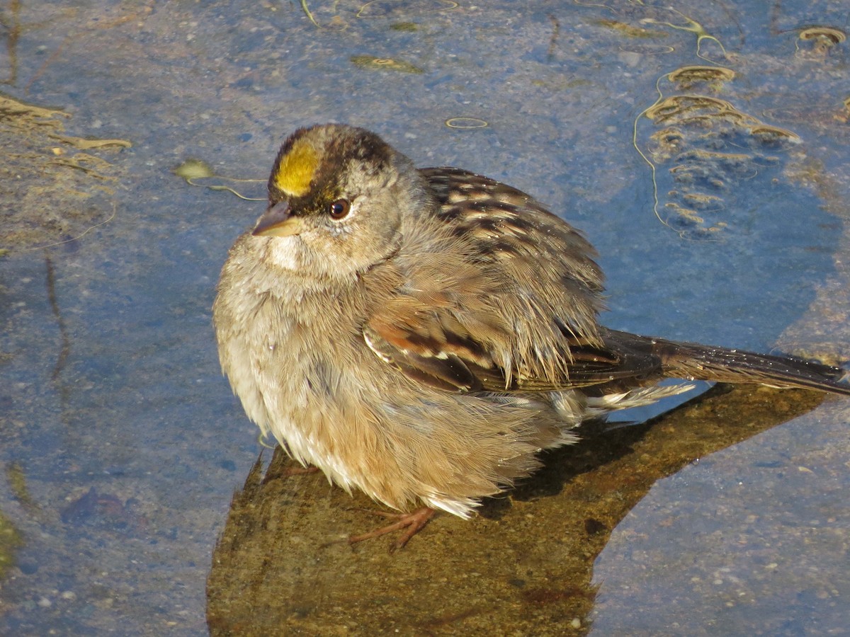Golden-crowned Sparrow - Tom Edell