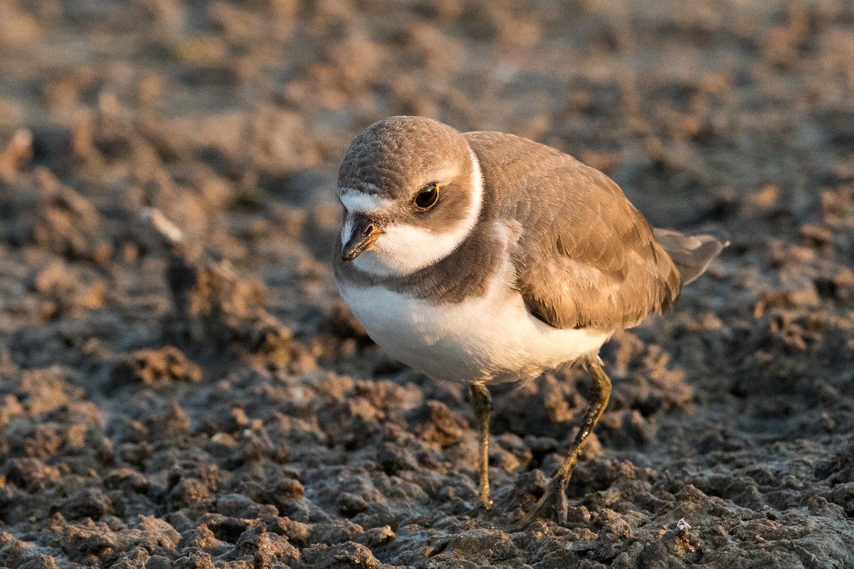 Semipalmated Plover - ML77524451