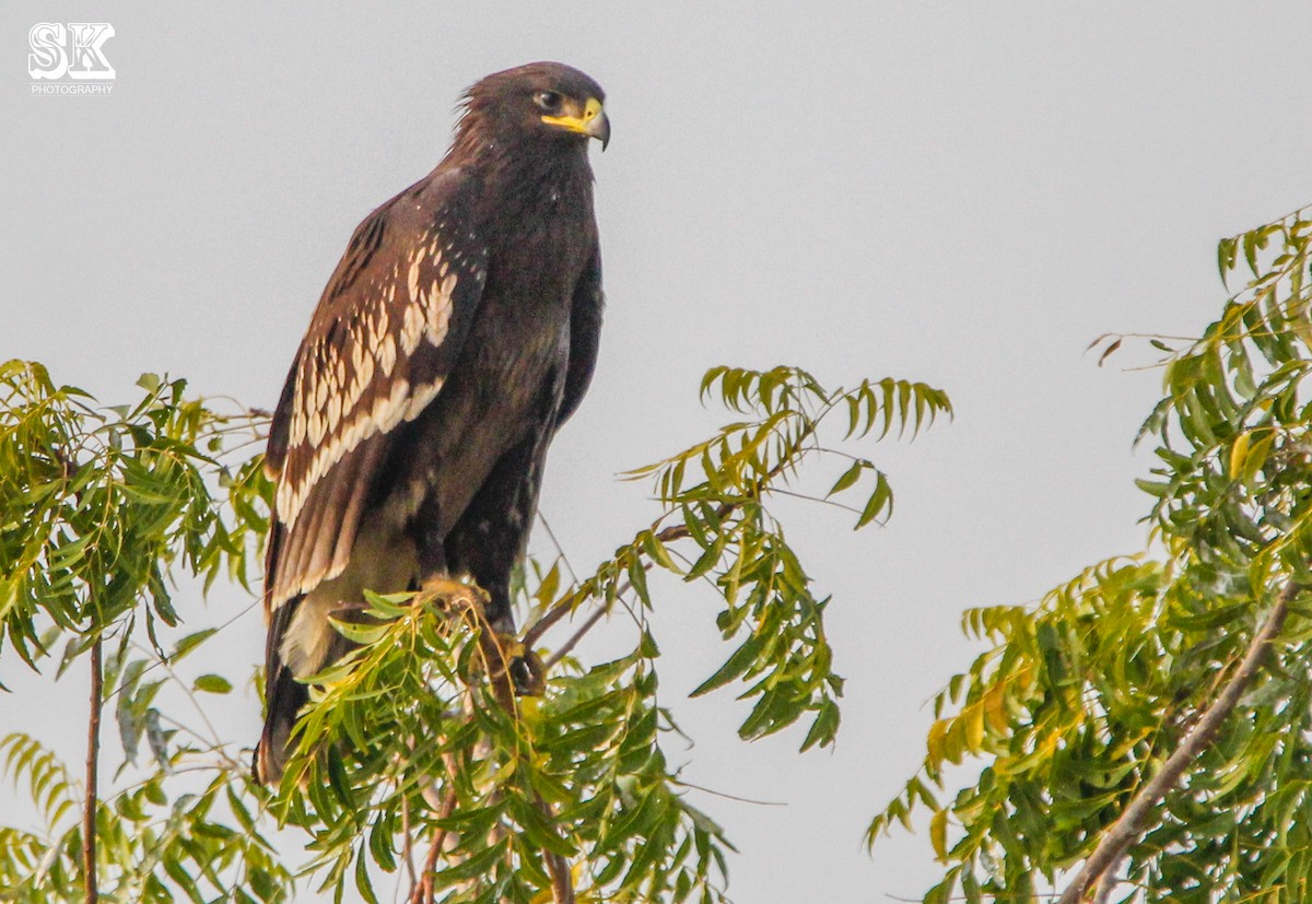 Greater Spotted Eagle - ML77525221