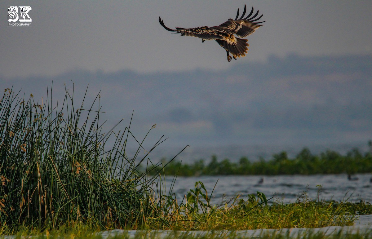 Greater Spotted Eagle - Sachin Kumavat
