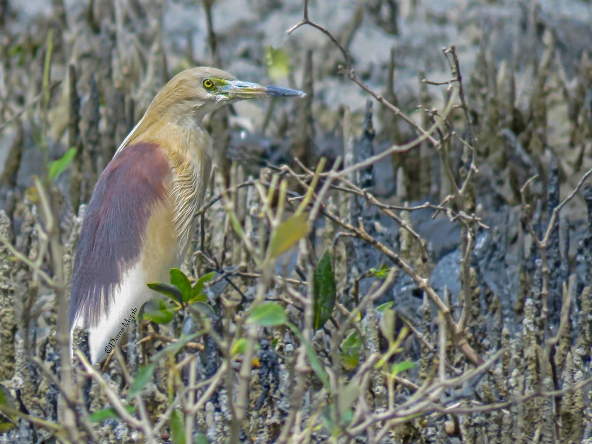 Indian Pond-Heron - Dorna Mojab
