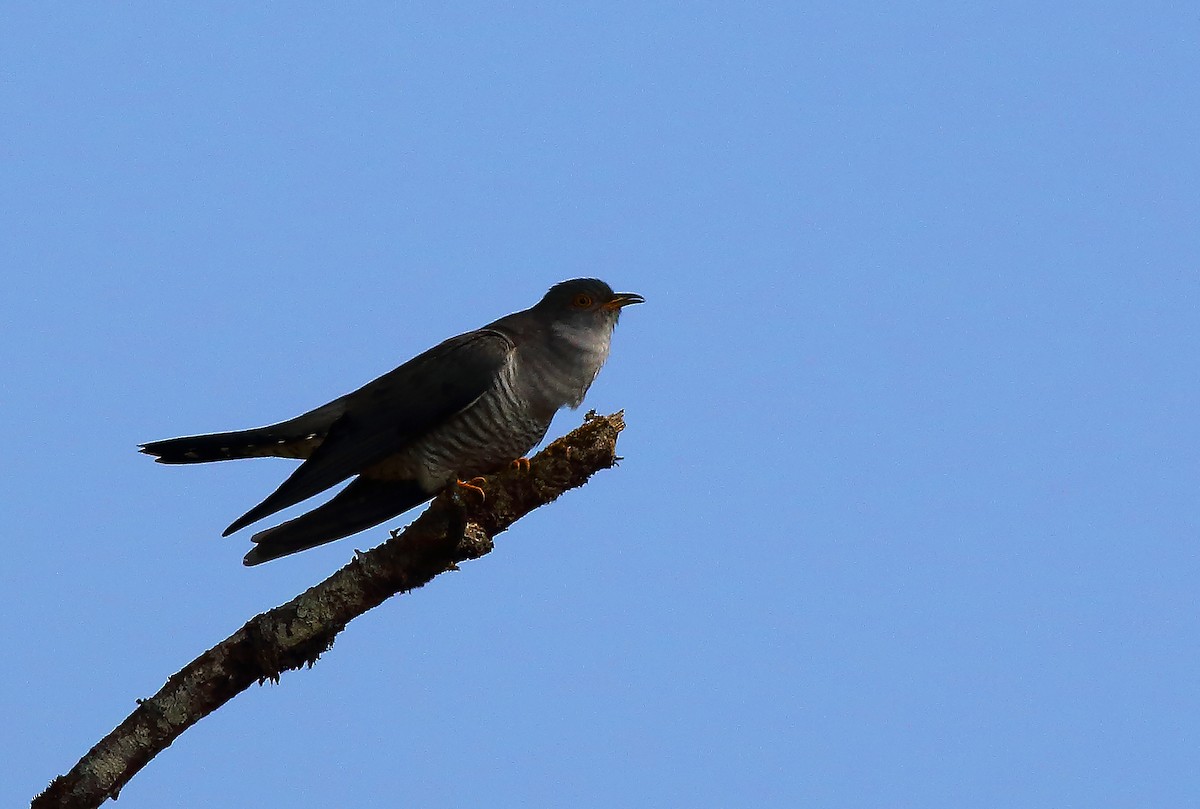 cuckoo sp. (Cuculidae sp.) - Amitava Ganguly