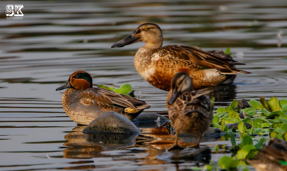 Green-winged Teal - ML77528511