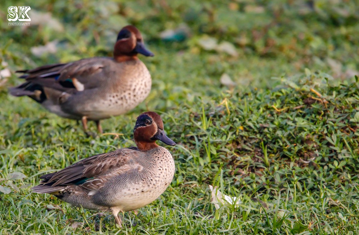 Green-winged Teal - ML77528531