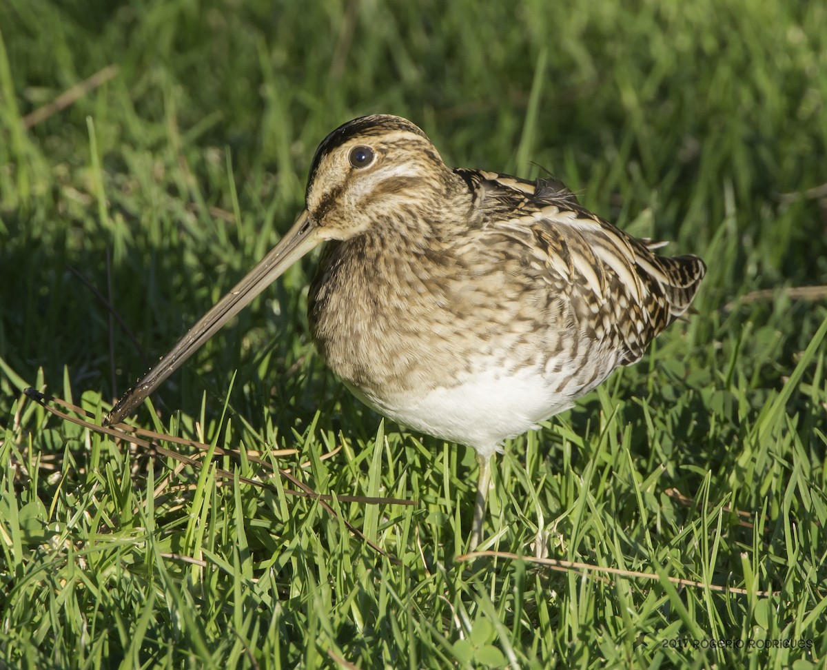 Common Snipe - Rogério Rodrigues
