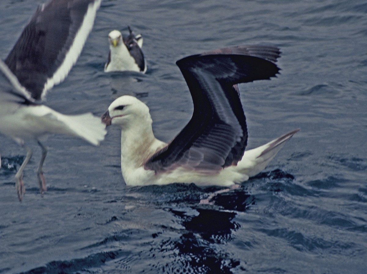 Black-browed Albatross (Campbell) - Zsuzsanna Guba