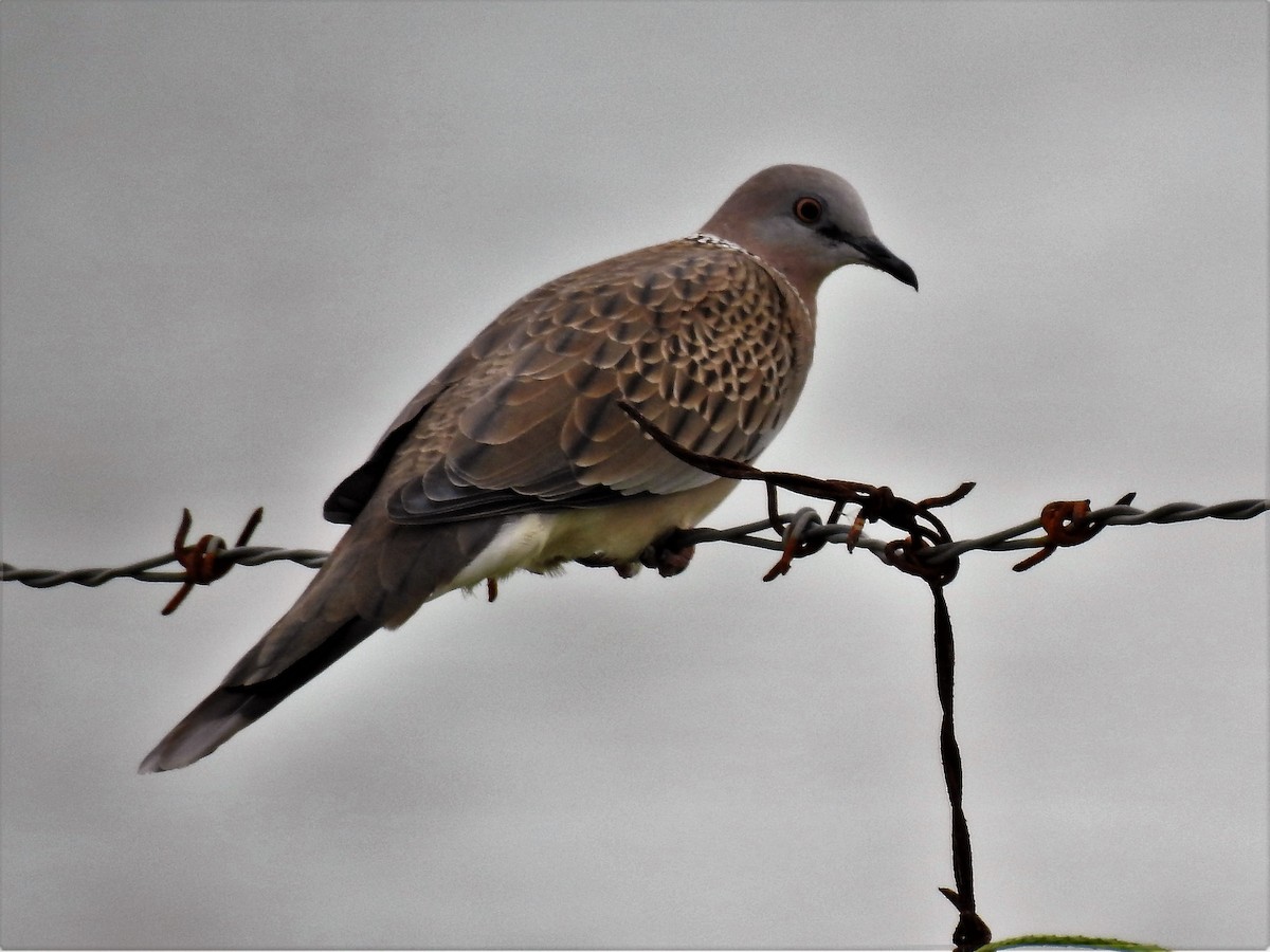 Spotted Dove - ML77532421