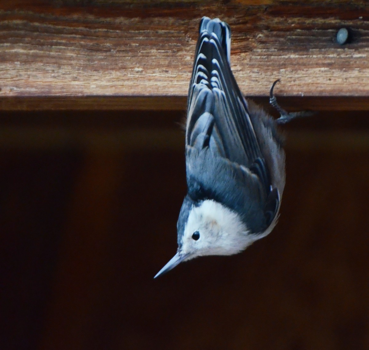 White-breasted Nuthatch (Interior West) - ML77533931