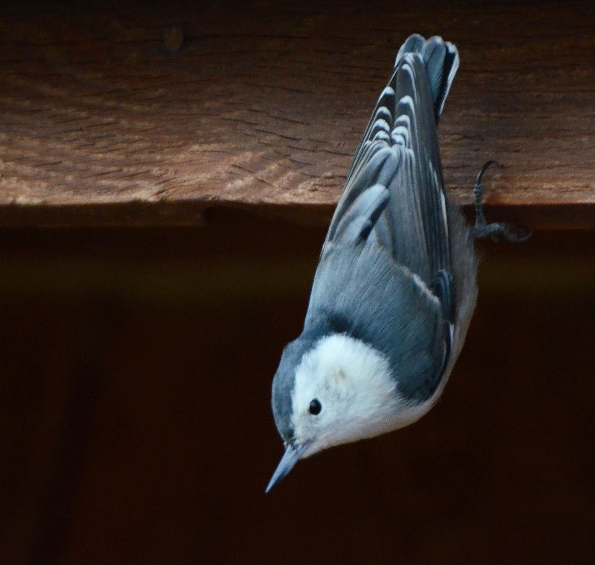 White-breasted Nuthatch (Interior West) - ML77533941