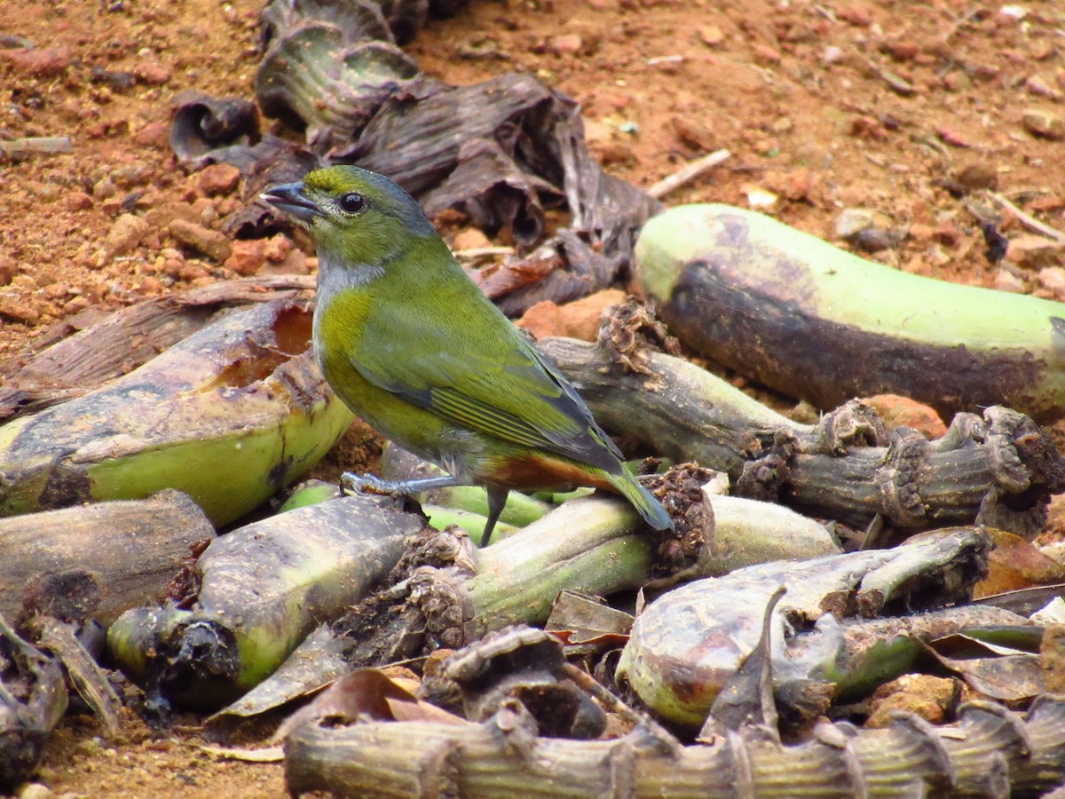 Chestnut-bellied Euphonia - Victor Vale