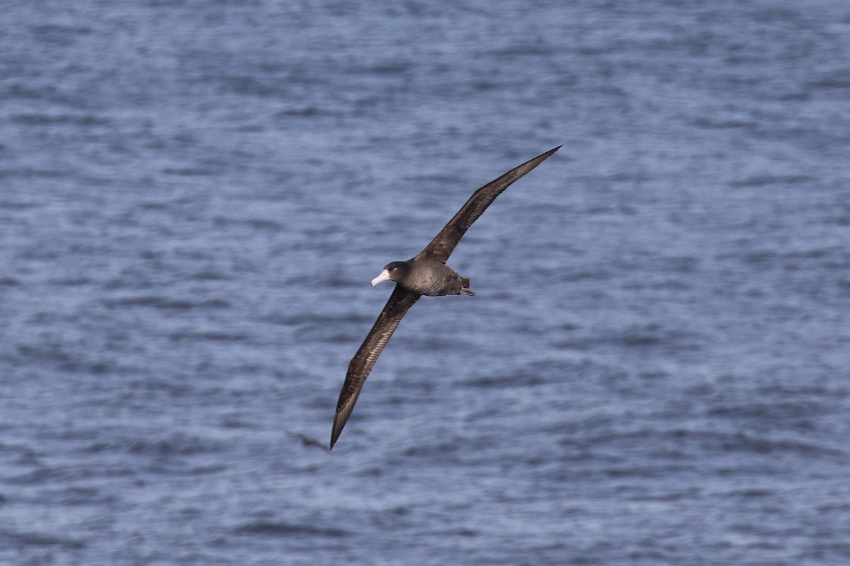 Short-tailed Albatross - ML77535901