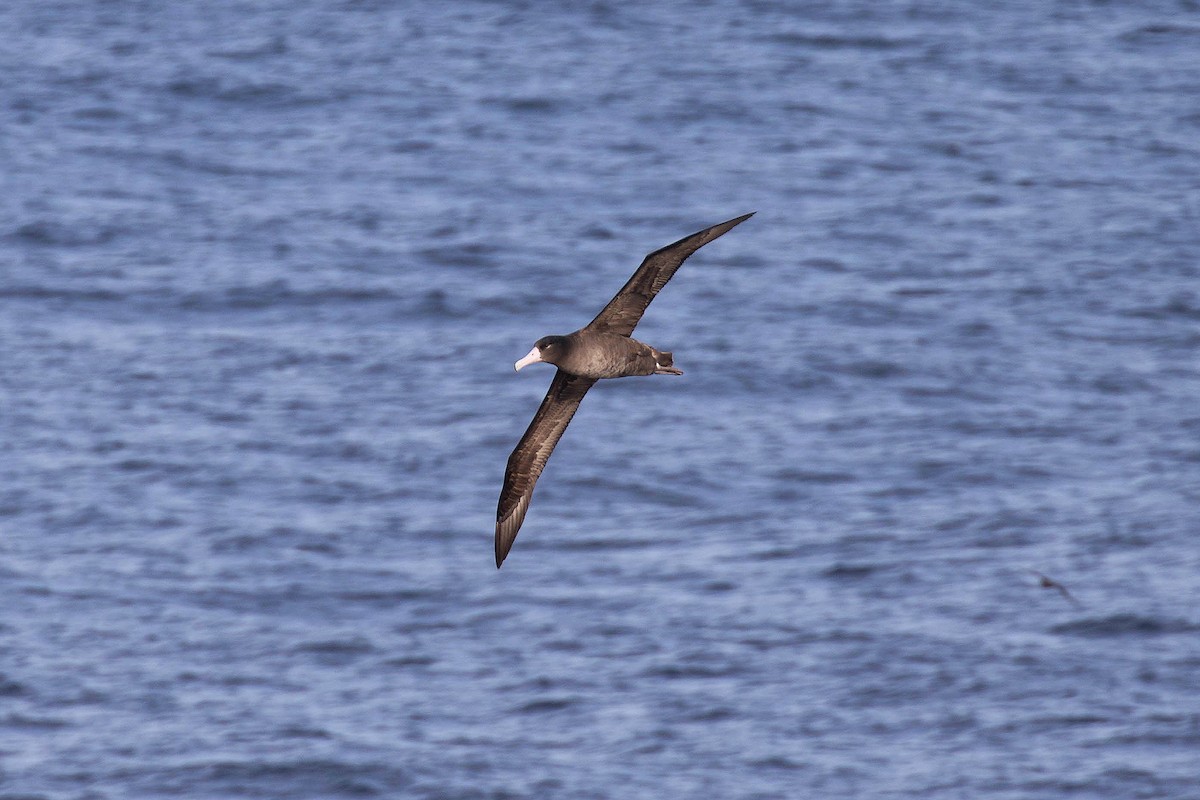 Short-tailed Albatross - Ryan Shaw