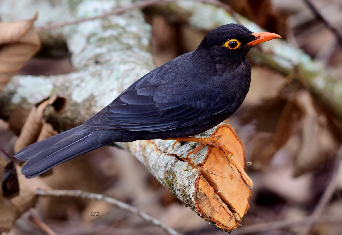 Indian Blackbird - mathew thekkethala