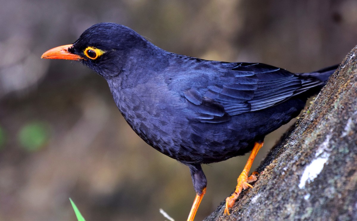 Indian Blackbird - mathew thekkethala