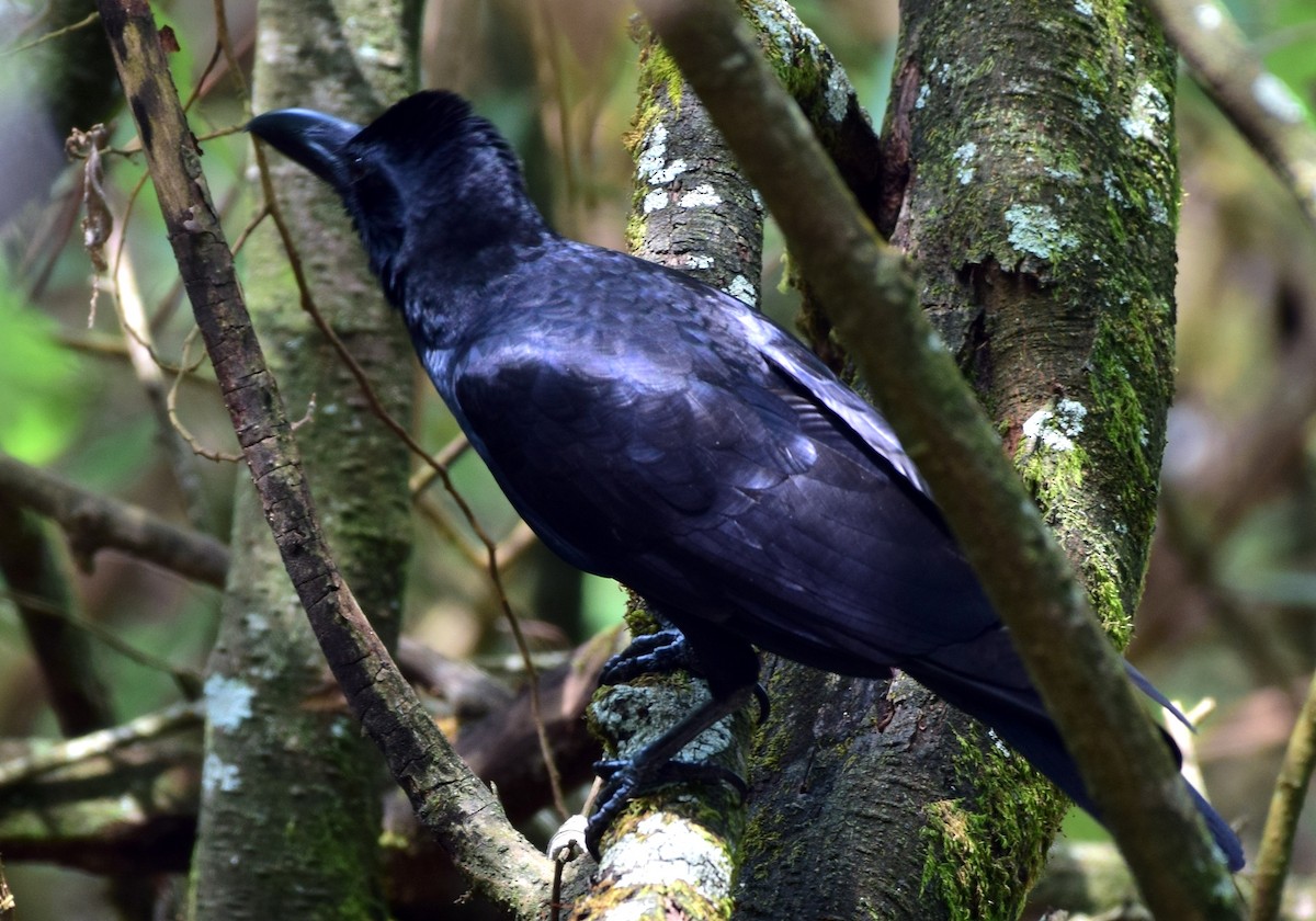 Large-billed Crow - ML77536441