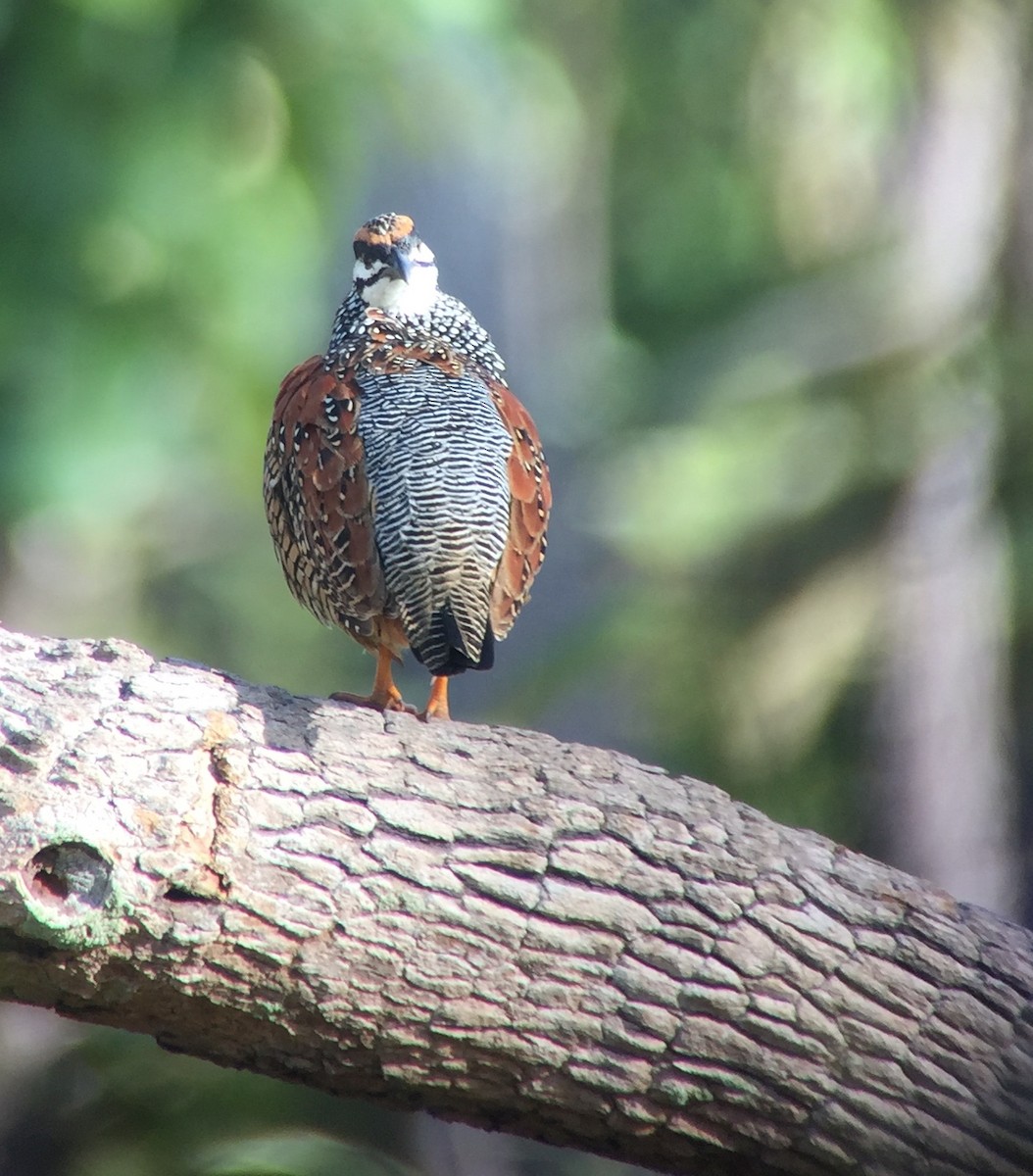 Chinese Francolin - ML77537231