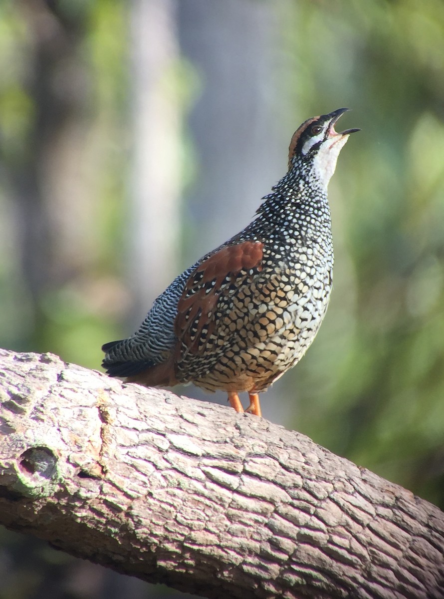 Chinese Francolin - ML77537281