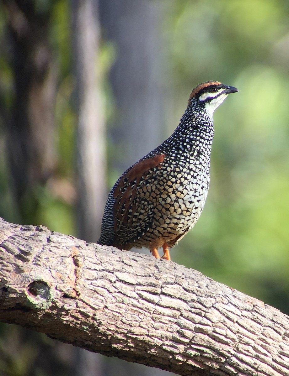 Chinese Francolin - ML77537361
