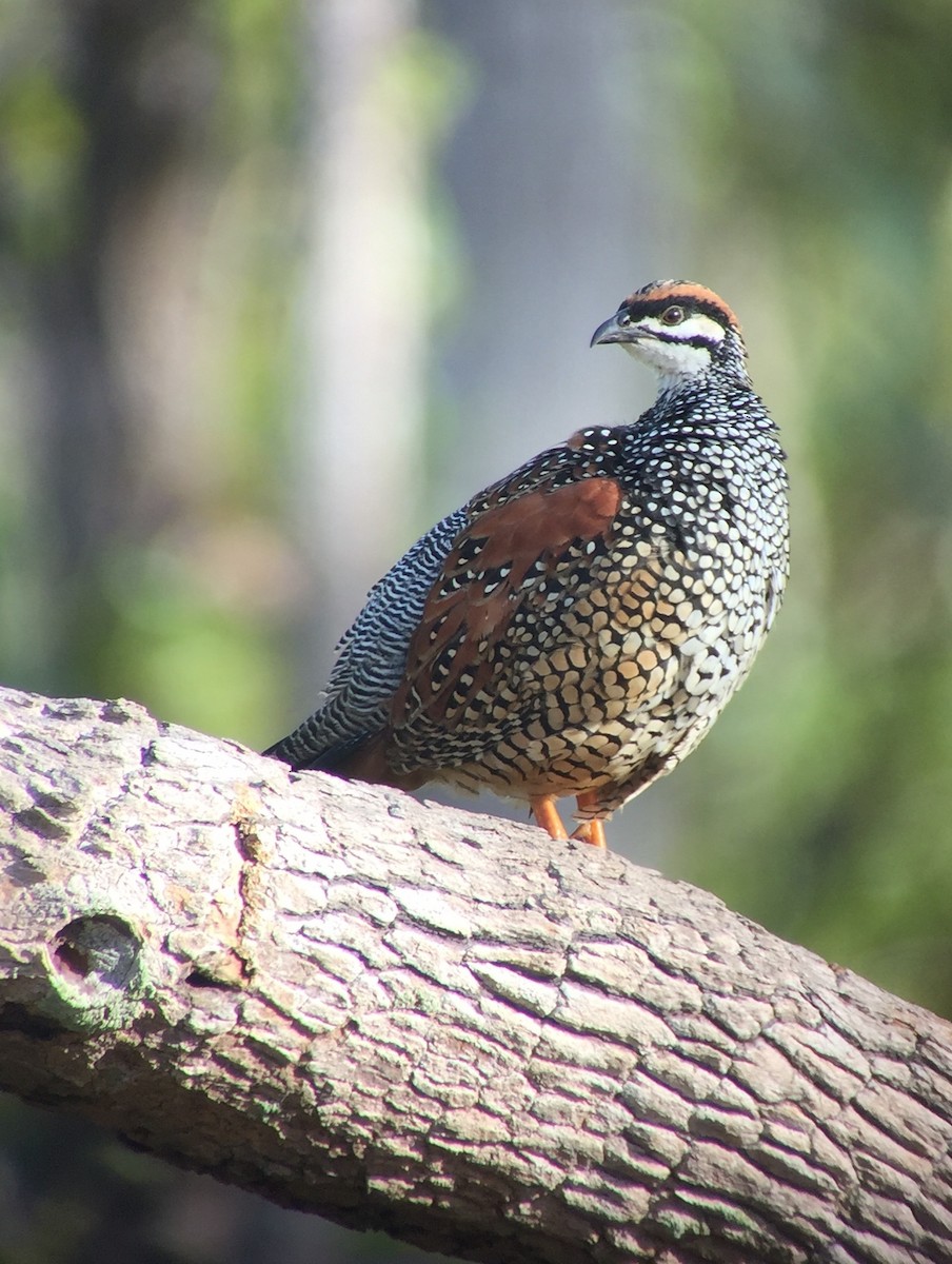 Chinese Francolin - ML77537371