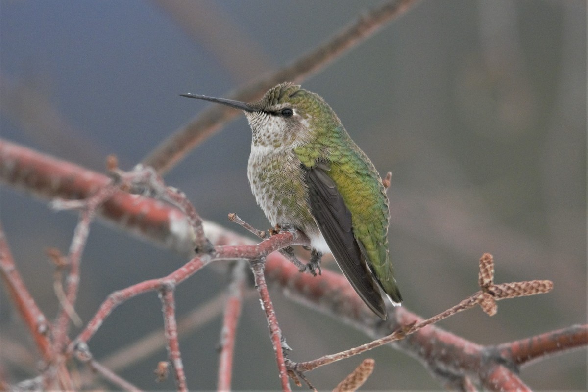 Anna's Hummingbird - Robert  Whetham